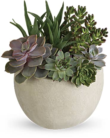 Desert Beauty Succulent Garden Plant